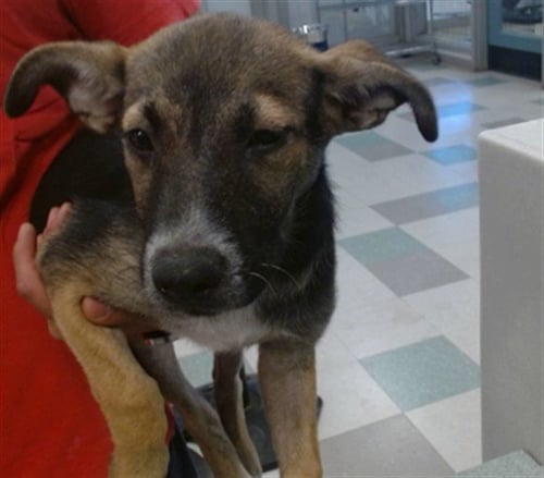 A479776 - German Shepherd Dog available for adoption