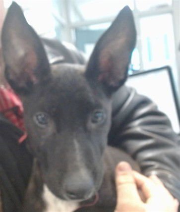 A468562 - German Shepherd Dog available for adoption