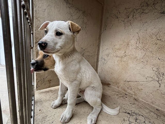 A468481 - Hound available for adoption