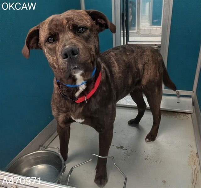 REX - Pit Bull Terrier / Chow Chow available for adoption