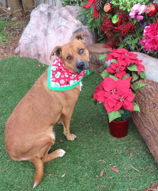LYRA - Black Mouth Cur available for adoption