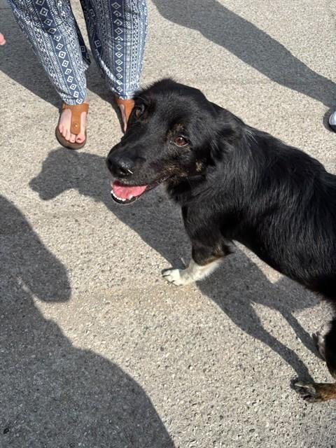 TOMMY - Border Collie / Australian Shepherd available for adoption