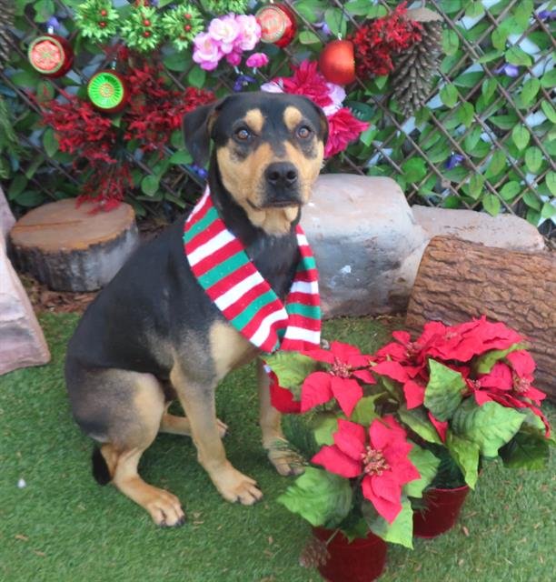 ROMEO - German Shepherd Dog available for adoption