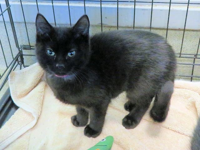 A468141 - Domestic Short Hair available for adoption