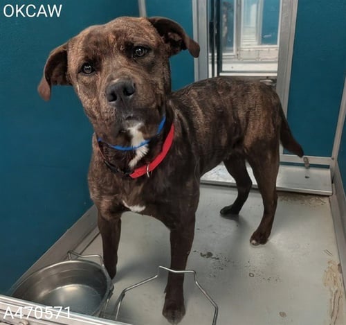 REX - Pit Bull Terrier / Chow Chow available for adoption