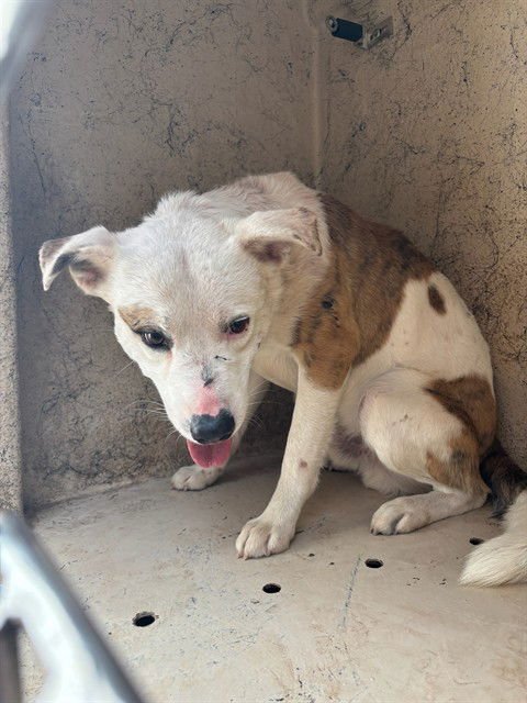 TOASTER - Australian Shepherd available for adoption