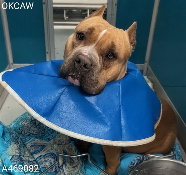 POLLY - American Pit Bull Terrier available for adoption