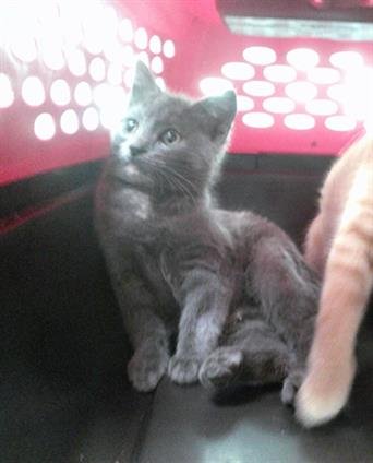 A468244 - Domestic Short Hair available for adoption