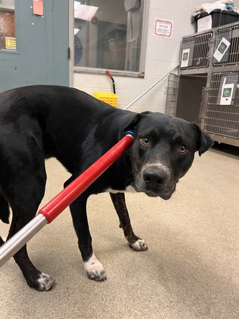 DALTON - Great Dane available for adoption