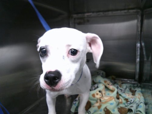 MINNIE - Dachshund / Chihuahua available for adoption