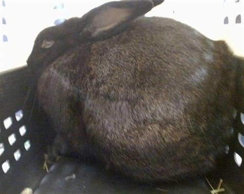 A478312 - Shorthaired Rabbit available for adoption