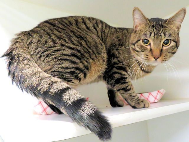 A468635 - Domestic Short Hair available for adoption