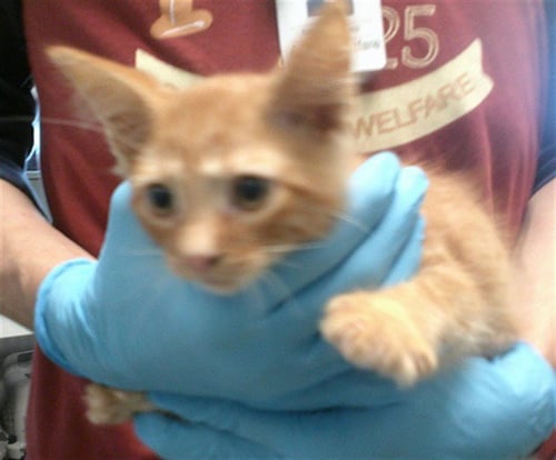 A478173 - Domestic Long Hair for adoption in Oklahoma City