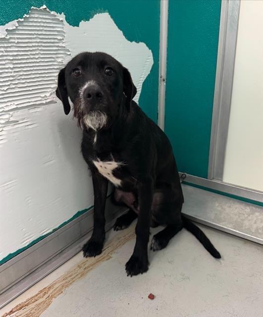 SHARKBAIT - German Wirehaired Pointer available for adoption