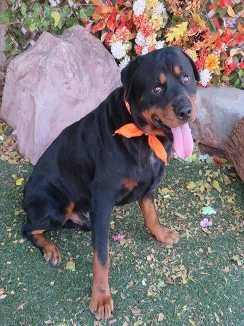 LAMONT - Rottweiler available for adoption