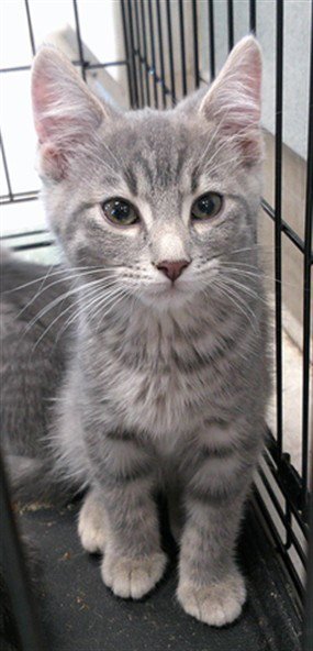 A473837 - Domestic Short Hair available for adoption