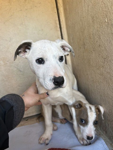 A468995 - Pit Bull Terrier available for adoption