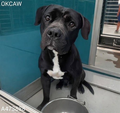 BUSTER - Pit Bull Terrier available for adoption