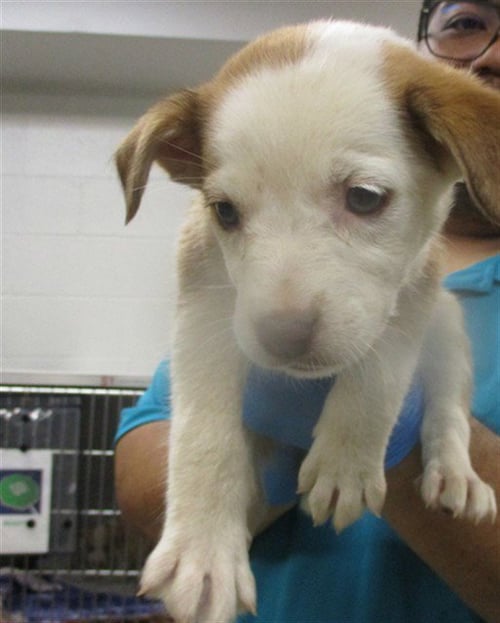 A472534 - Hound available for adoption