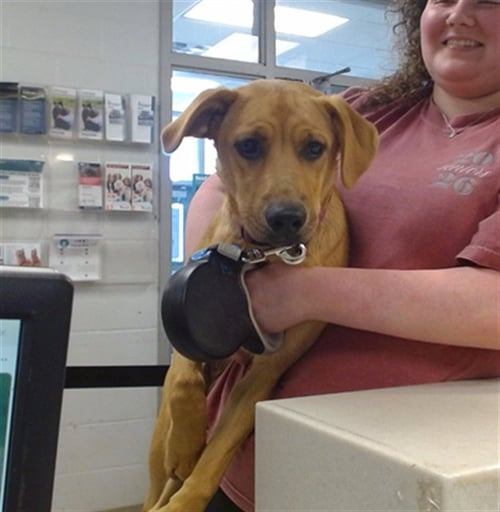 KRISSY - Hound available for adoption