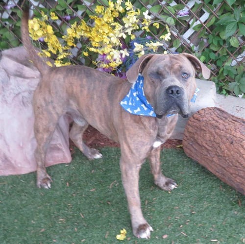 WINKY - Pit Bull Terrier available for adoption