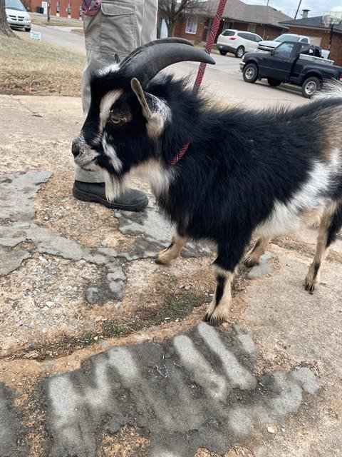 A469805 - Goat available for adoption