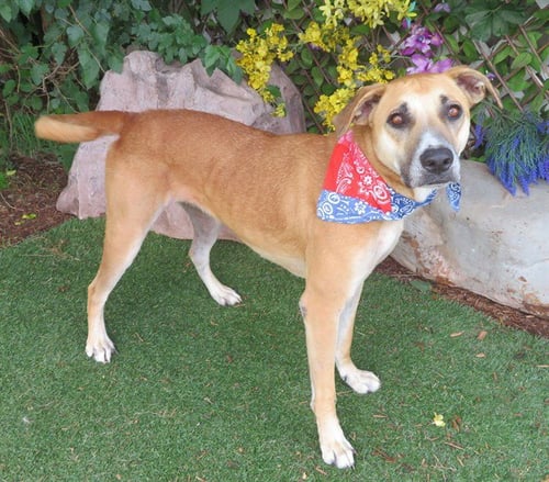 PRAIRIE - Black Mouth Cur available for adoption