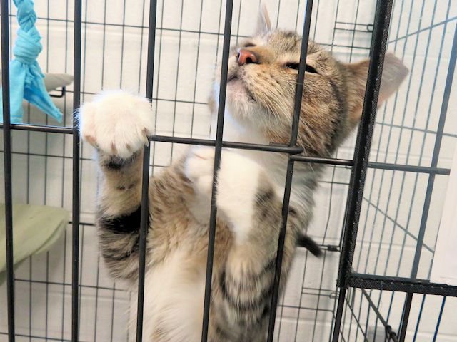 A469720 - Domestic Short Hair available for adoption