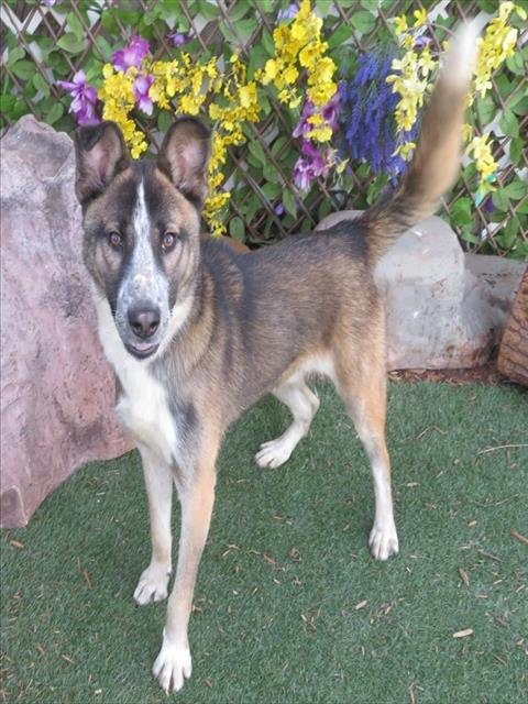 SAWYER - Siberian Husky / German Shepherd Dog available for adoption
