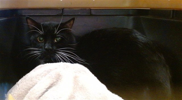 BOOTSY Image