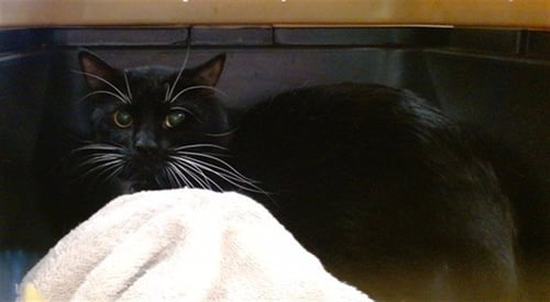 BOOTSY - Domestic Short Hair available for adoption