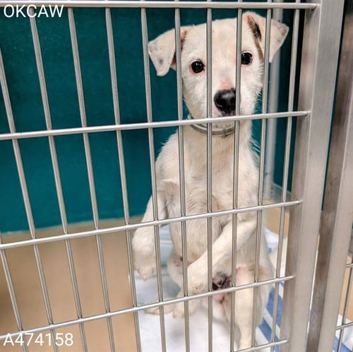 A474158 - Parson Russell Terrier available for adoption