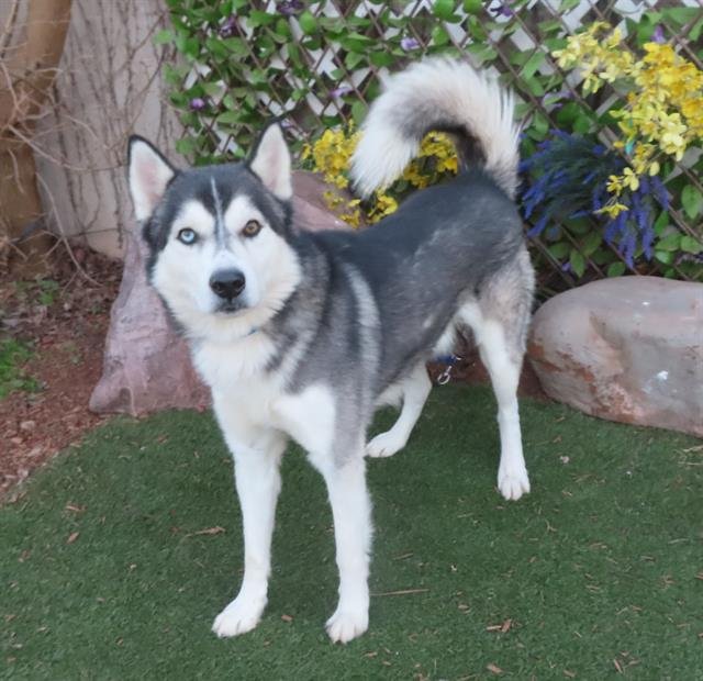 MOWGLI - Siberian Husky available for adoption