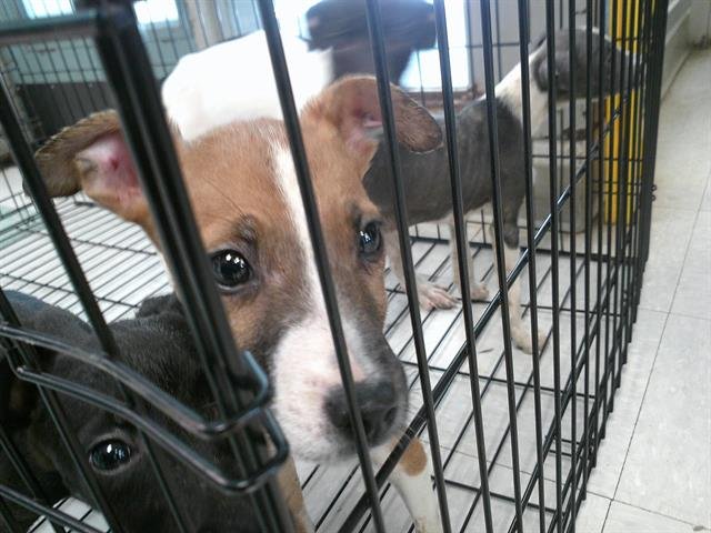 A467760 - Whippet available for adoption