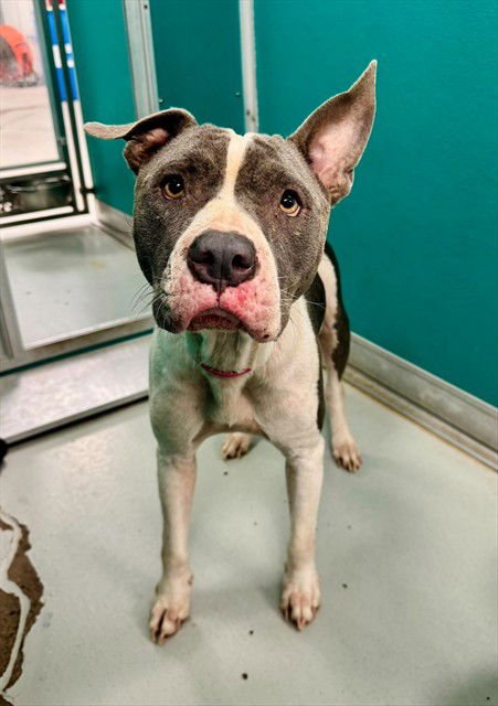 PUDDING - Pit Bull Terrier available for adoption