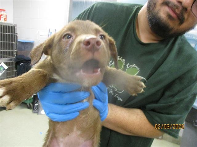 A469240 - Pit Bull Terrier available for adoption