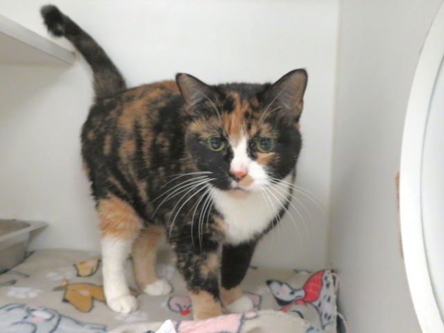 SARABI - Domestic Short Hair available for adoption