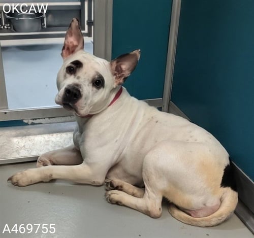 CUTIE - Staffordshire Bull Terrier available for adoption