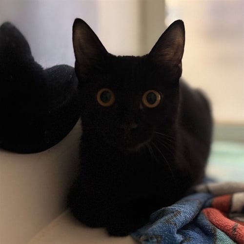 ONYX - Domestic Short Hair for adoption in Norman