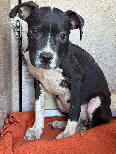 A469391 - American Staffordshire Terrier available for adoption