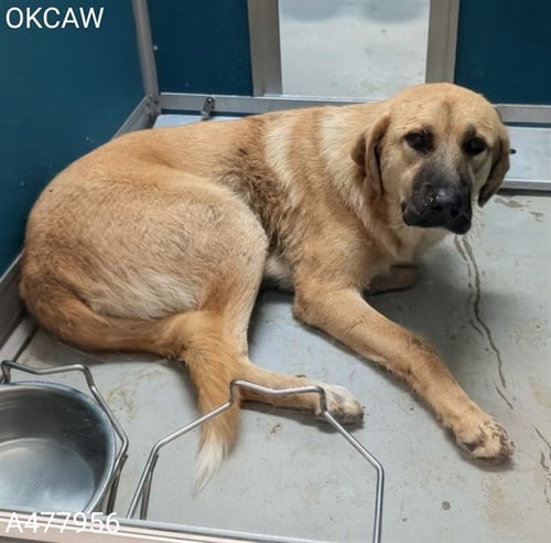 BAILEY - Anatolian Shepherd available for adoption