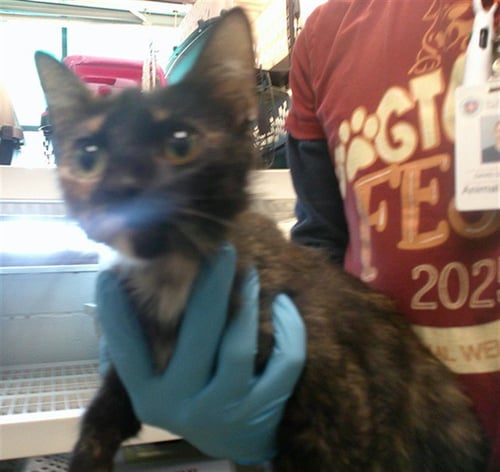 A478170 - Domestic Short Hair available for adoption