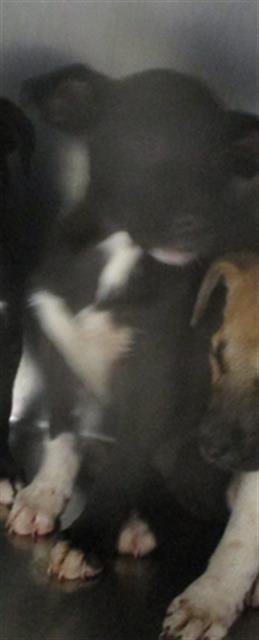 A469386 - Pit Bull Terrier available for adoption