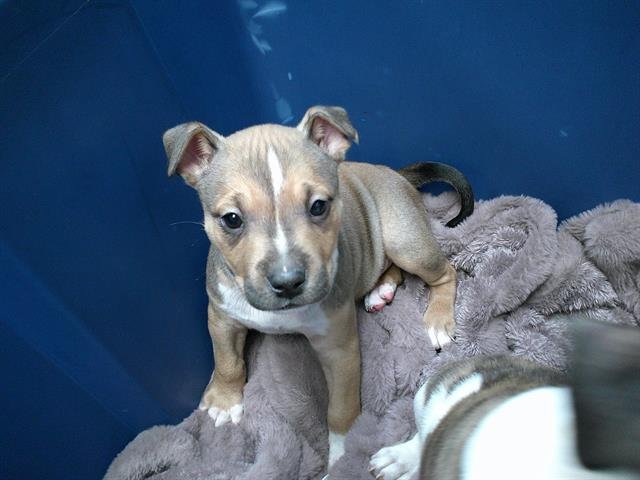 A469904 - American Pit Bull Terrier available for adoption