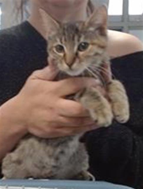 THRASHER - Domestic Short Hair available for adoption