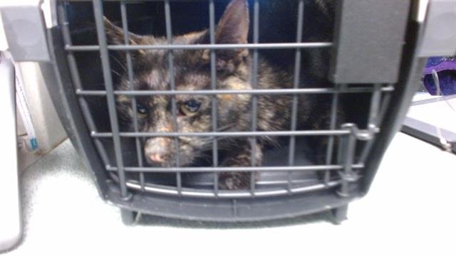 A469997 - Domestic Short Hair available for adoption