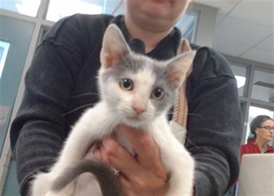 A467116 - Domestic Short Hair available for adoption