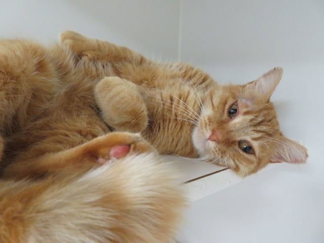 A467643 - Domestic Short Hair available for adoption