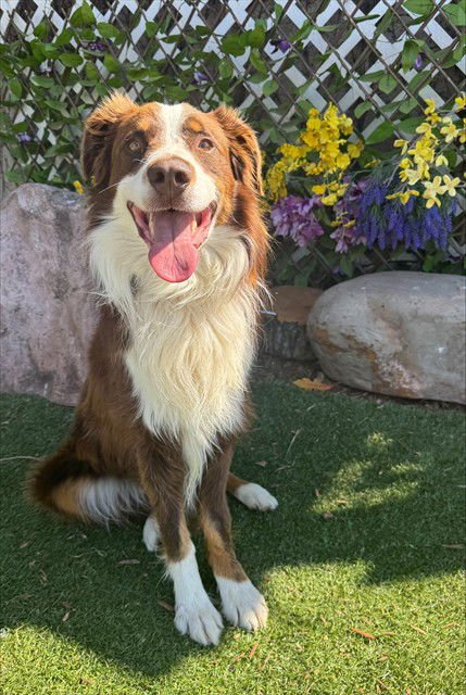 TEDDY - Australian Shepherd available for adoption