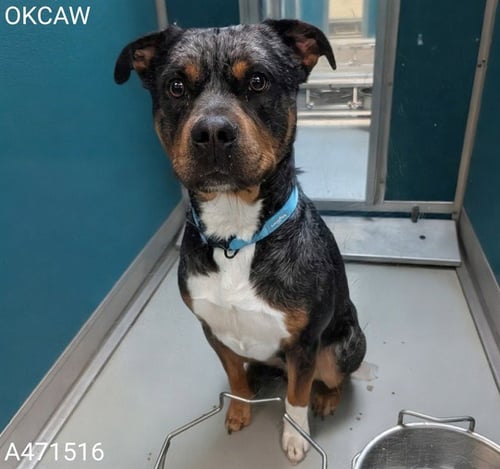 BUSTER - American Bulldog available for adoption